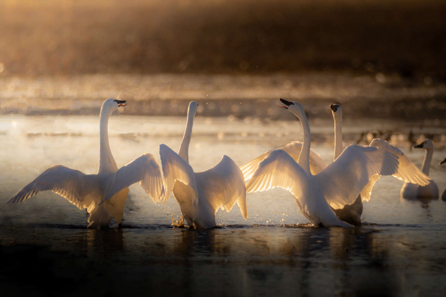 Pocosin Lakes National Wildlife Refuge Bird Migration