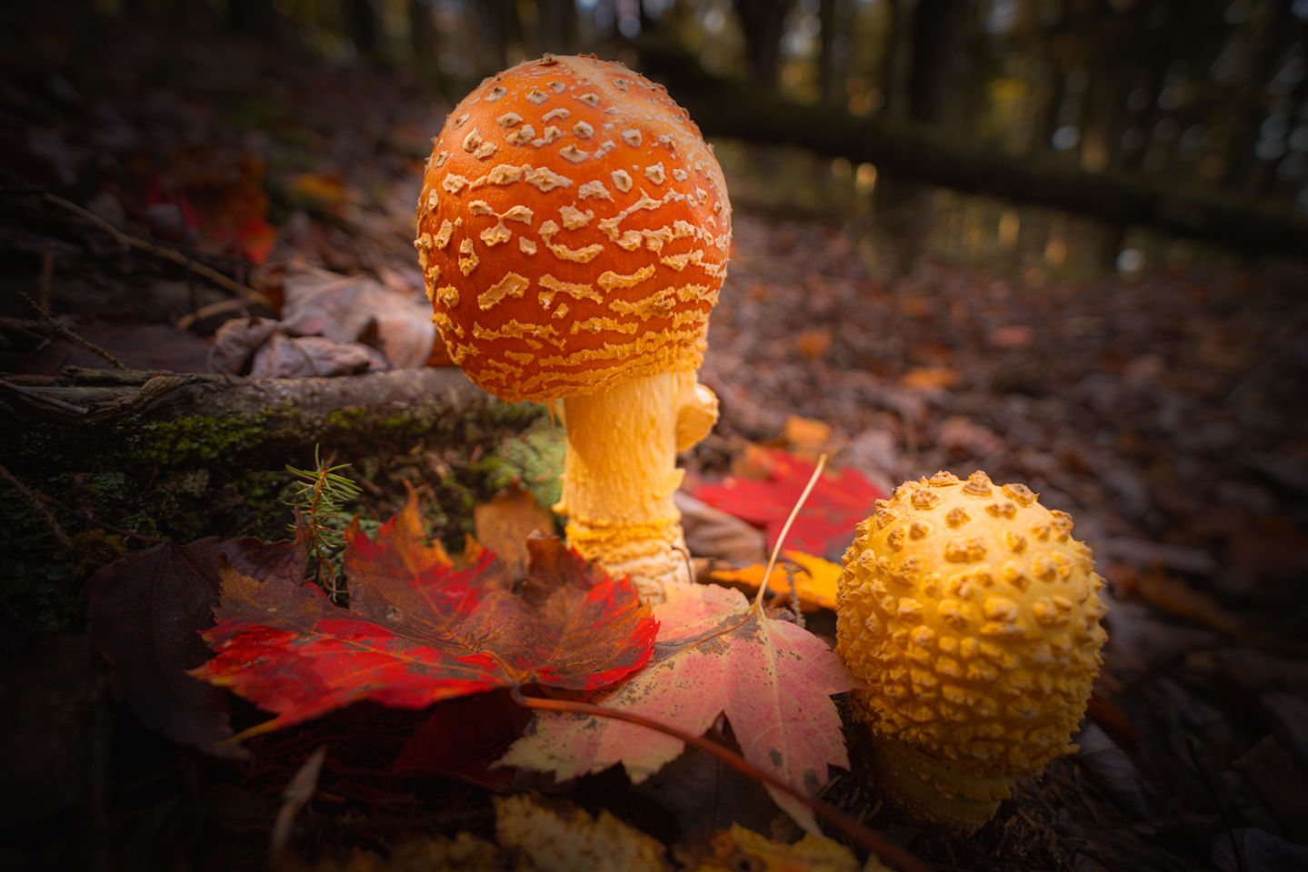 Mushroom Photography VA WV