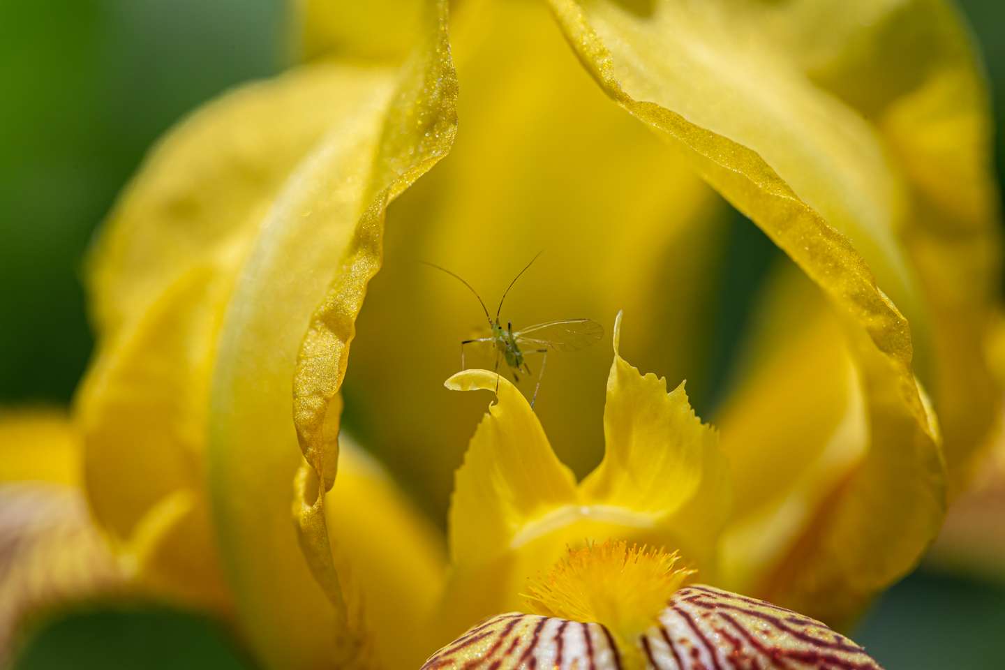 Macro Photography Highland County VA