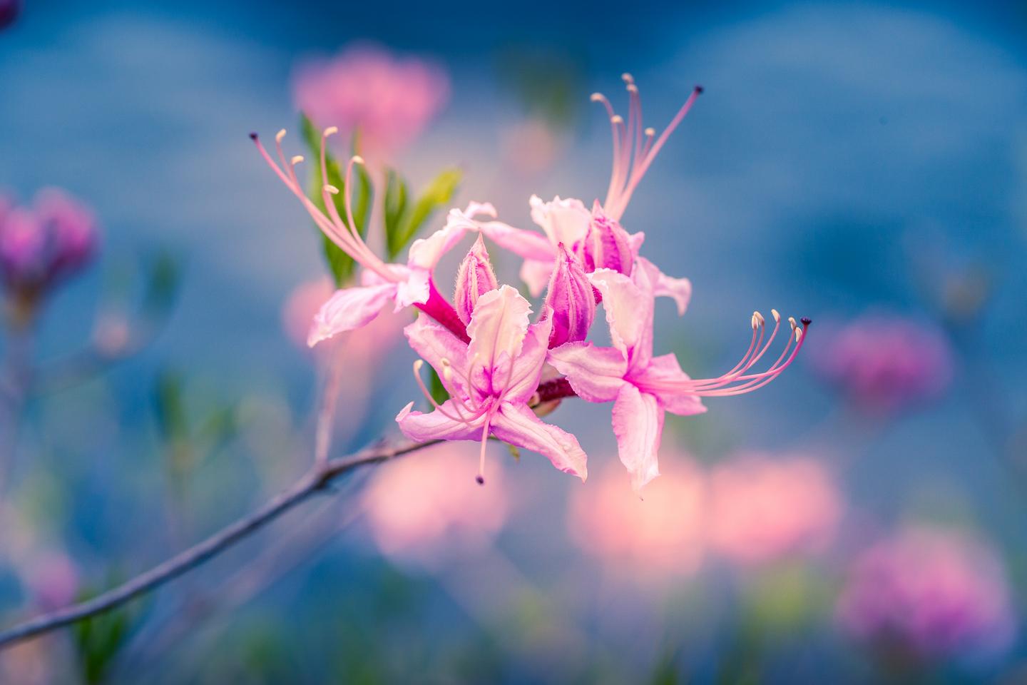 Macro Photography Virginia