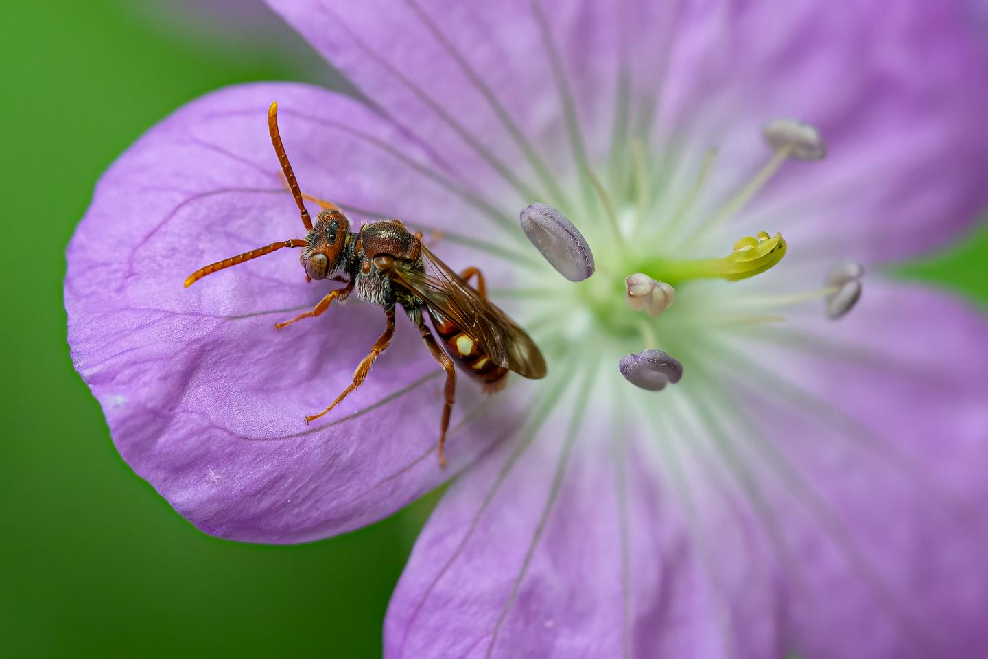Macro Insect Photography Virginia
