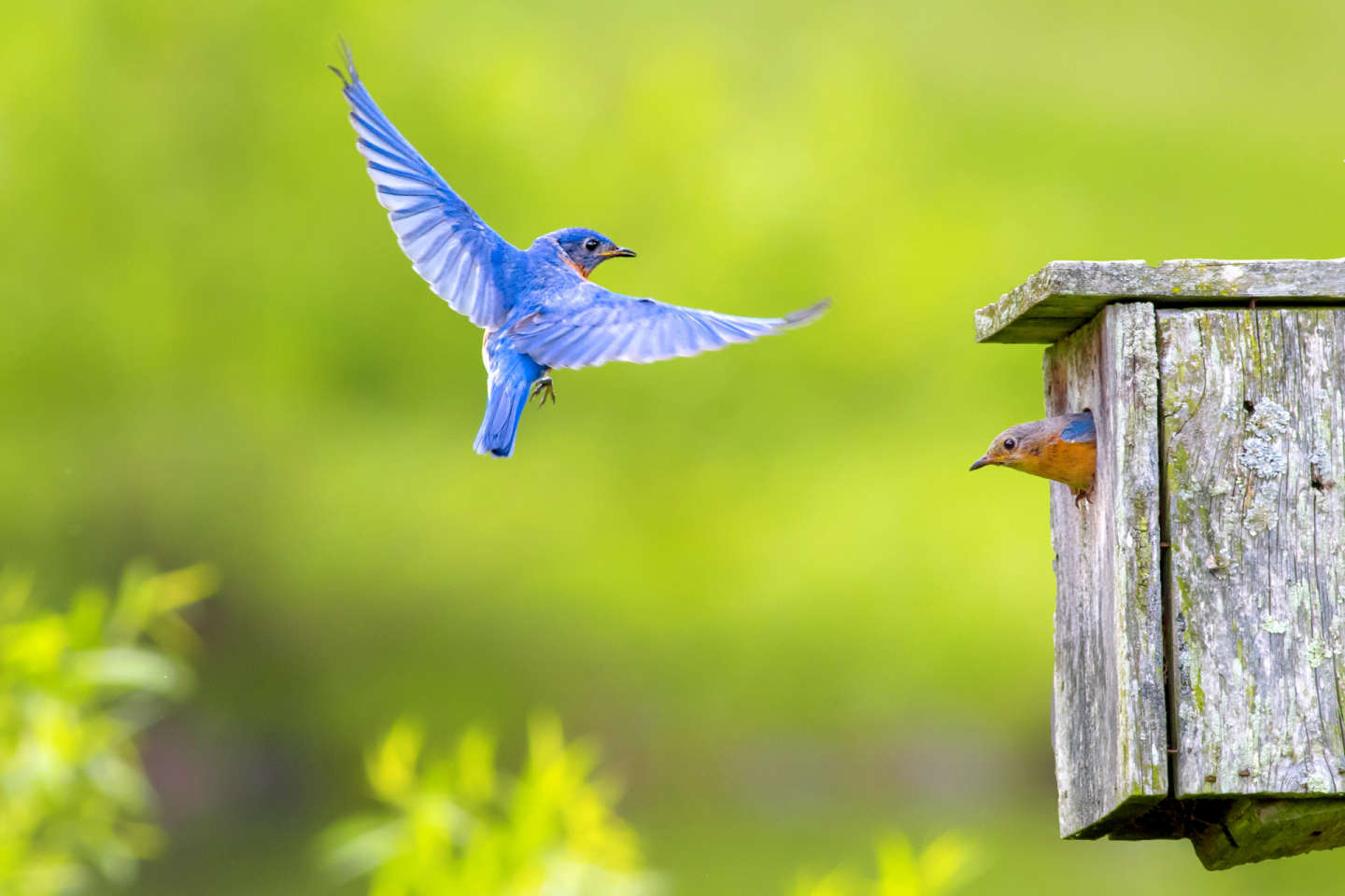 Song Birds