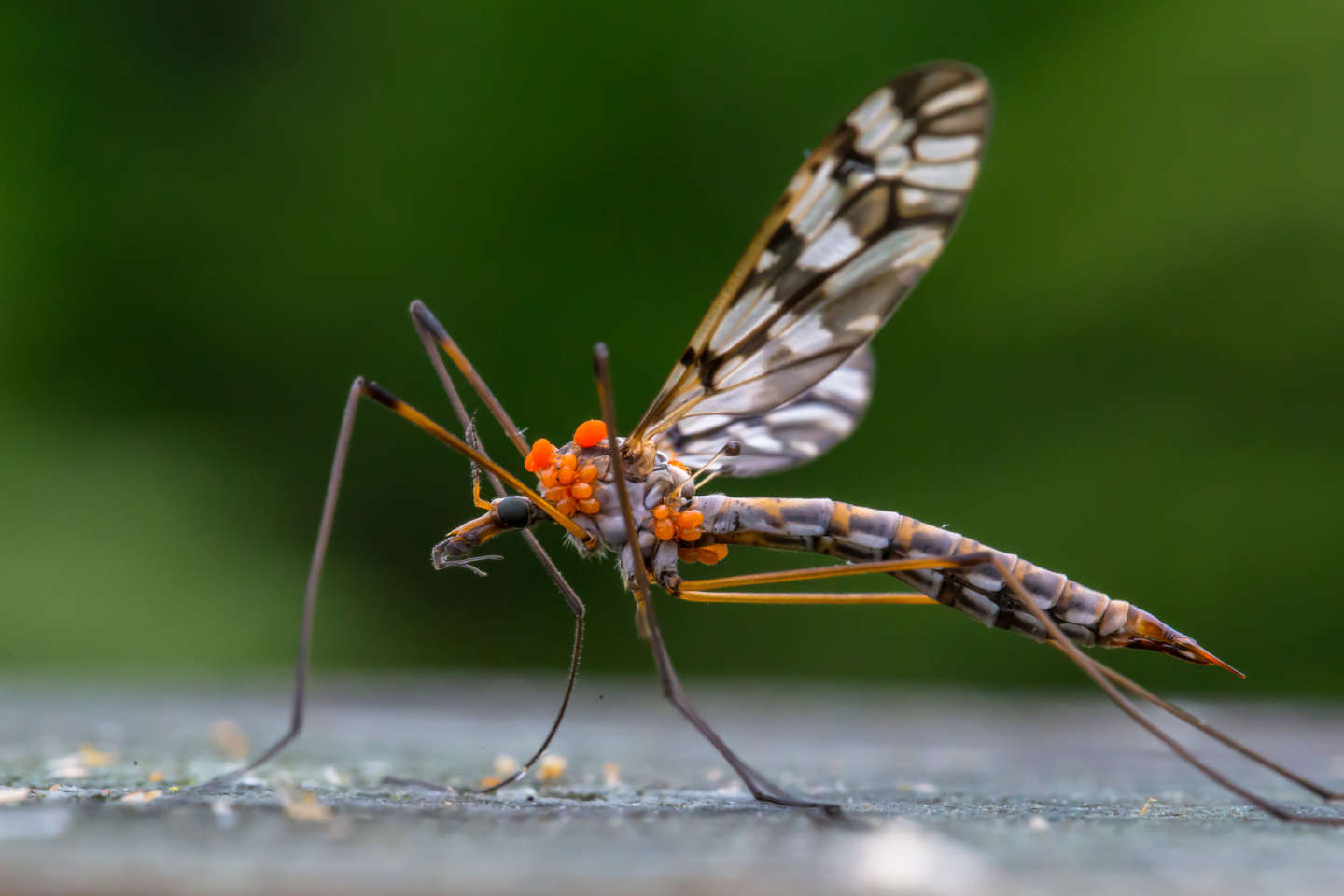 Insects